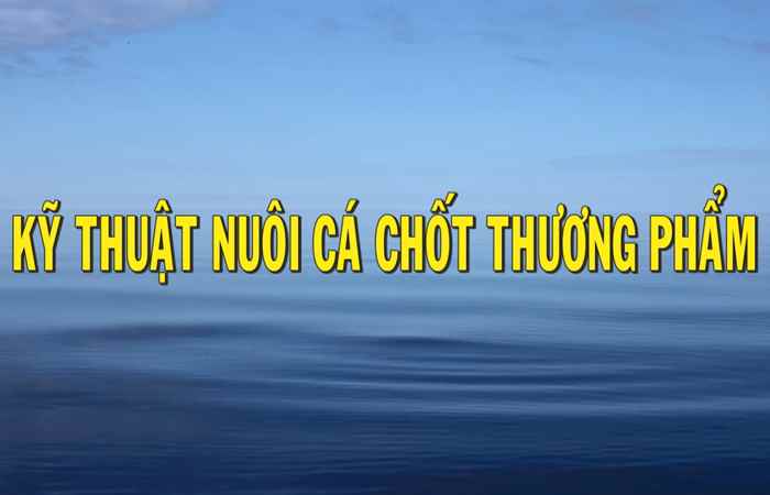 Chuyên mục Khuyến ngư: Kỹ thuật nuôi cá Chốt thương phẩm  (17-05-2022)